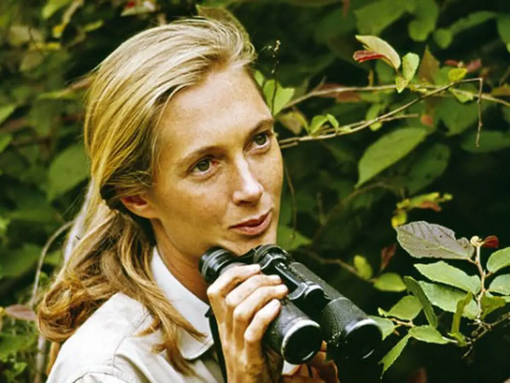 Jane Godall all'inizio della sua carriera accademica