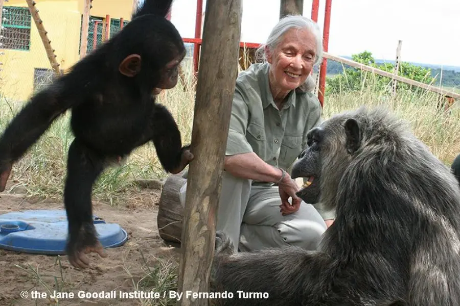 Jane Goodall con gli scimpanzè in una foto della Fondazione a lei intitolata