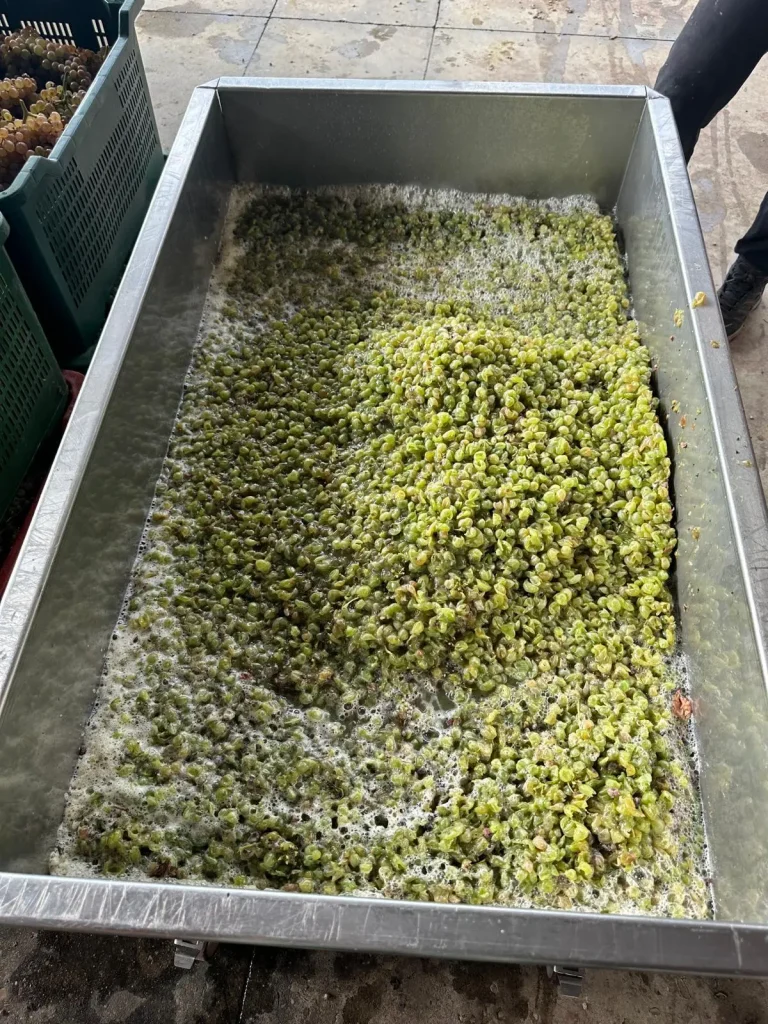 La prima vendemmia di Laura Recchioni
