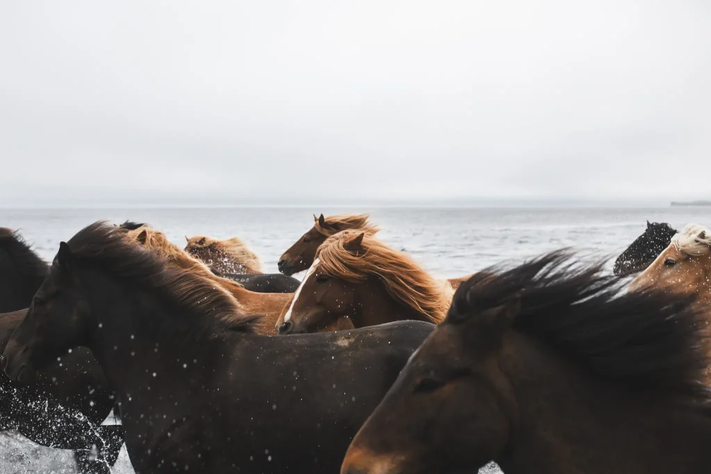 Cavalli fotografati durante una tempesta di neve